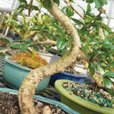 Brussel's Bonsai Live Fukien Tea Indoor Bonsai Tree-10 Years Old 10" to 14" Tall