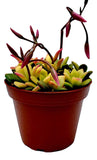 Fat Plants San Diego Succulent Plant(s) Fully Rooted in 4 inch Planter Pots with Soil