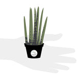 Costa Farms Sansevieria Cylindrica Succulent-Like Live Indoor Plant, 6-Inches Tall, Grower's Choice