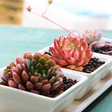 The Next Gardener Succulent Plants, 5 Pack of Assorted Rosettes, Fully Rooted in 2" Planter Pots with Soil