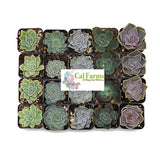 CAL Farms Gardens (20) 2" Beautiful Rosettes Succulents Weddings or Party Favors