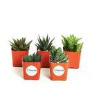 Shop Succulents | Alluring Collection of Live, Hand Selected Variety Pack of Mini 5 Different Aloe Plants