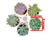 Succulent Plants (5 Pack), Fully Rooted in Planter Pots with Soil - Real Live Potted Succulents
