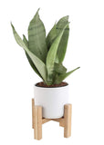 Costa Farms Snake Plant, Sansevieria, with 4.25-Inch Wide Mid-Century Modern Planter