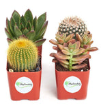 Shop Succulents | Cactus & Succulent Collection of Live Plants Collection of 4 in 2" pots