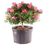 Brussel's Bonsai Live Azalea Outdoor Bonsai Tree - 8 Years Old 12" to 14" Tall