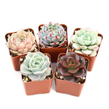 The Next Gardener Succulent Plants, 5 Pack of Assorted Rosettes, Fully Rooted in 2" Planter Pots with Soil