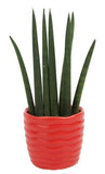 Costa Farms Sansevieria Cylindrica Succulent-Like Live Indoor Plant, 6-Inches Tall, Grower's Choice