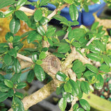 Brussel's Bonsai Live Fukien Tea Indoor Bonsai Tree-10 Years Old 10" to 14" Tall