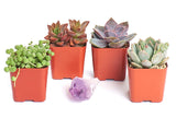 Shop Succulents | Good Juju Collection of Live Succulent Plants with Free Gift Crystal - Collection of 4