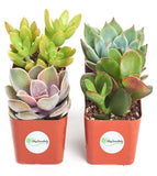 Shop Succulents | Unique Collection of Live Succulent Plants, Hand Selected Variety Pack of Mini Succulents