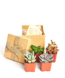 Shop Succulents | Assorted Collection of Live Succulent Plants in Christmas Gift Box, Collection of 4