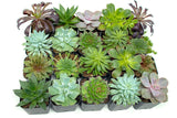 Succulent Plants (20 Pack) Fully Rooted in Planter Pots with Soil