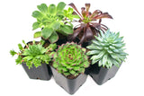 Succulent Plants (5 Pack), Fully Rooted in Planter Pots with Soil - Real Live Potted Succulents