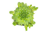 Hen and Chicks Succulents (3 Pack) Live Sempervivum Houseleek Succulent Rooted in Planter Pots