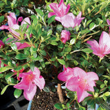 Brussel's Live Satsuki Azalea Outdoor Bonsai Tree - 6 Years Old; 8" to 10" Tall with Decorative Container