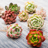 The Next Gardener Succulent Plants, 5 Pack of Assorted Rosettes, Fully Rooted in 2" Planter Pots with Soil