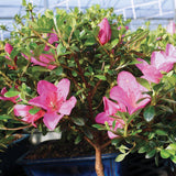 Brussel's Live Satsuki Azalea Outdoor Bonsai Tree - 6 Years Old; 8" to 10" Tall with Decorative Container