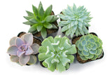Succulent Plants (5 Pack), Fully Rooted in Planter Pots with Soil - Real Live Potted Succulents