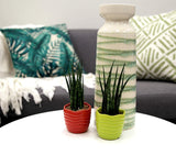Costa Farms Sansevieria Cylindrica Succulent-Like Live Indoor Plant, 6-Inches Tall, Grower's Choice