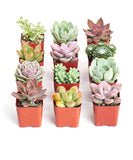 Shop Succulents | Premium Pastel Collection of Live Succulent Plants in Gift Box | Collection of 12