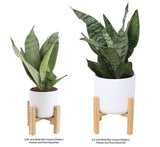 Costa Farms Snake Plant, Sansevieria, with 4.25-Inch Wide Mid-Century Modern Planter