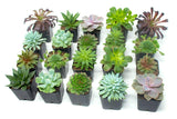 Succulent Plants (20 Pack) Fully Rooted in Planter Pots with Soil