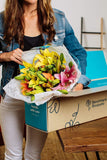 Benchmark Bouquets 12 Stem Assorted Asiatic Lilies, With Vase (Fresh Cut Flowers)