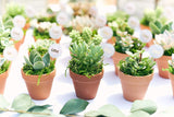 Shop Succulents | Cactus & Succulent Collection of Live Plants Collection of 4 in 2" pots