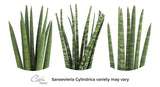 Costa Farms Sansevieria Cylindrica Succulent-Like Live Indoor Plant, 6-Inches Tall, Grower's Choice