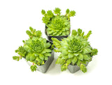 Hen and Chicks Succulents (3 Pack) Live Sempervivum Houseleek Succulent Rooted in Planter Pots