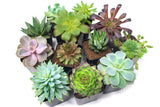 Succulent Plants (20 Pack) Fully Rooted in Planter Pots with Soil