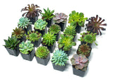 Succulent Plants (20 Pack) Fully Rooted in Planter Pots with Soil