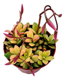 Fat Plants San Diego Succulent Plant(s) Fully Rooted in 4 inch Planter Pots with Soil