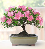 Brussel's Live Satsuki Azalea Outdoor Bonsai Tree - 6 Years Old; 8" to 10" Tall with Decorative Container