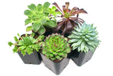 Succulent Plants (20 Pack) Fully Rooted in Planter Pots with Soil