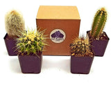 Fat Plants San Diego Mini Cactus Plants in Plastic Planters