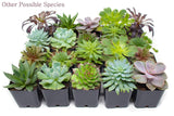 Succulent Plants (5 Pack), Fully Rooted in Planter Pots with Soil - Real Live Potted Succulents