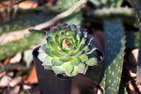 Succulent Plants (5 Pack), Fully Rooted in Planter Pots with Soil - Real Live Potted Succulents