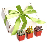 Shop Succulents | Premium Pastel Collection of Live Succulent Plants in Gift Box | Collection of 12