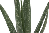 Costa Farms Aloe, Live Indoor Plant, 12 to 14-Inches Tall, Ships in Modern Ceramic Planter