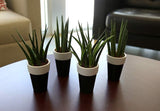 Costa Farms Sansevieria Cylindrica Succulent-Like Live Indoor Plant, 6-Inches Tall, Grower's Choice