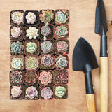 The Next Gardener Succulent Plants, 5 Pack of Assorted Rosettes, Fully Rooted in 2" Planter Pots with Soil