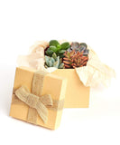 Shop Succulents | Assorted Collection of Live Succulent Plants in Christmas Gift Box, Collection of 4