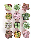Shop Succulents | Premium Pastel Collection of Live Succulent Plants in Gift Box | Collection of 12