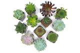 Succulent Plants (5 Pack), Fully Rooted in Planter Pots with Soil - Real Live Potted Succulents