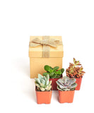 Shop Succulents | Assorted Collection of Live Succulent Plants in Christmas Gift Box, Collection of 4