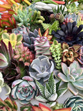 10 Assorted Live Succulent Cuttings, No 2 Succulents Alike, Great for Terrariums
