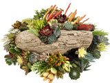 10 Assorted Live Succulent Cuttings, No 2 Succulents Alike, Great for Terrariums