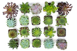Succulent Plants (20 Pack) Fully Rooted in Planter Pots with Soil